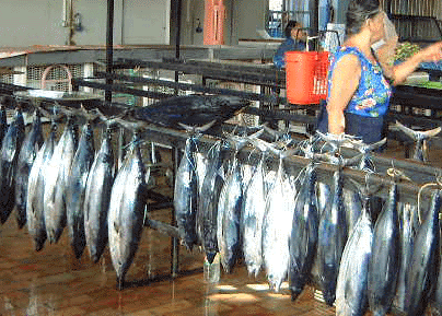 水揚げされた鰹