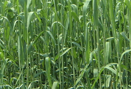 �������郈�V