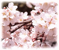桜の画像 その1