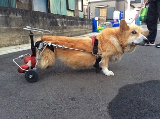 犬用車椅子